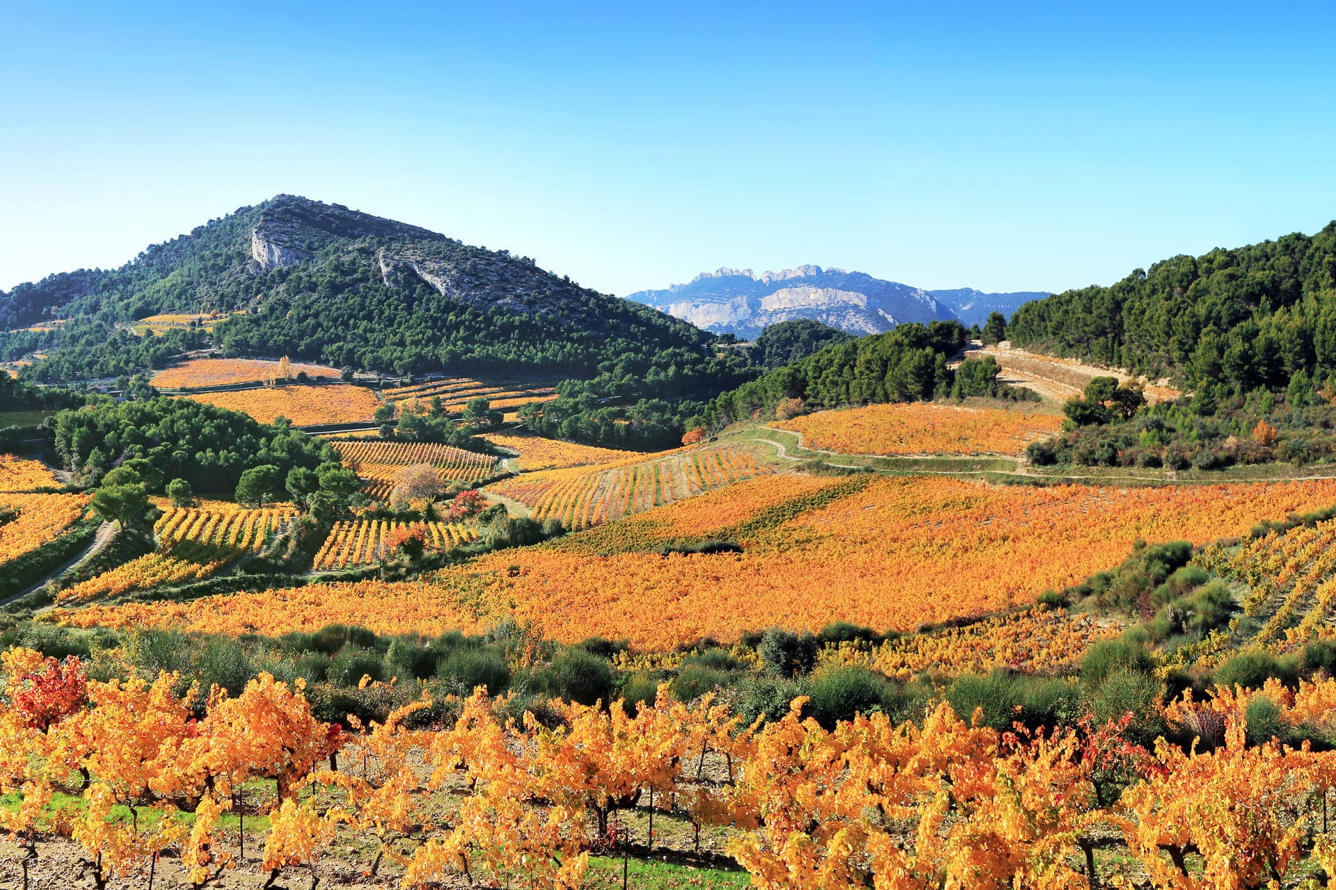 Vignes automnales et collines en Provence à l'arrière saison
